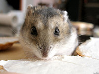 hams000095sm