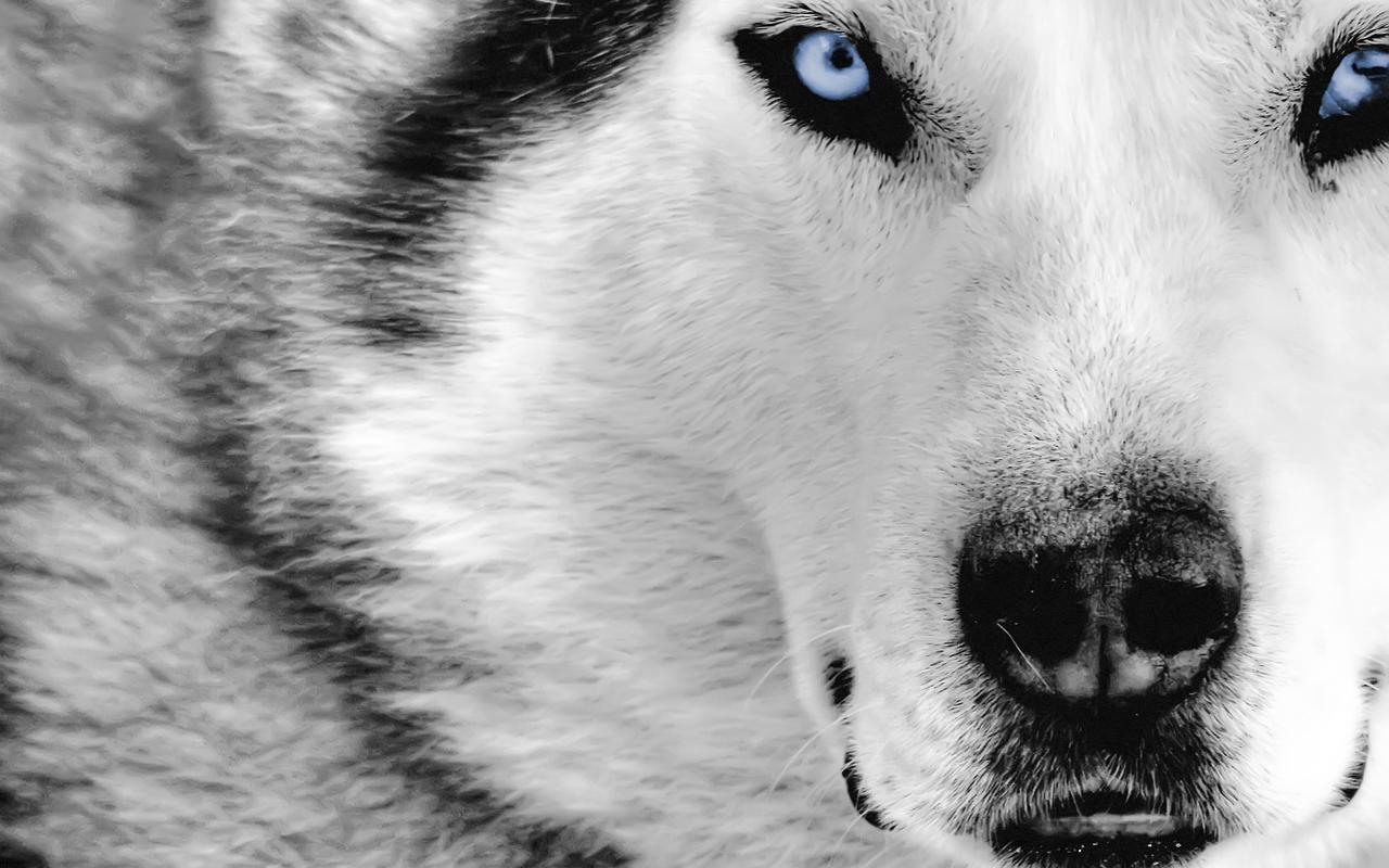 wolf 2