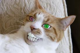 kukíto